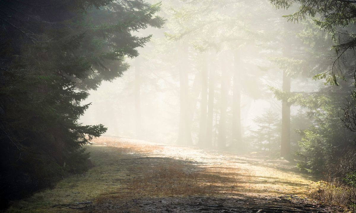 A quiet forest path surrounded by mist and soft morning sunlight